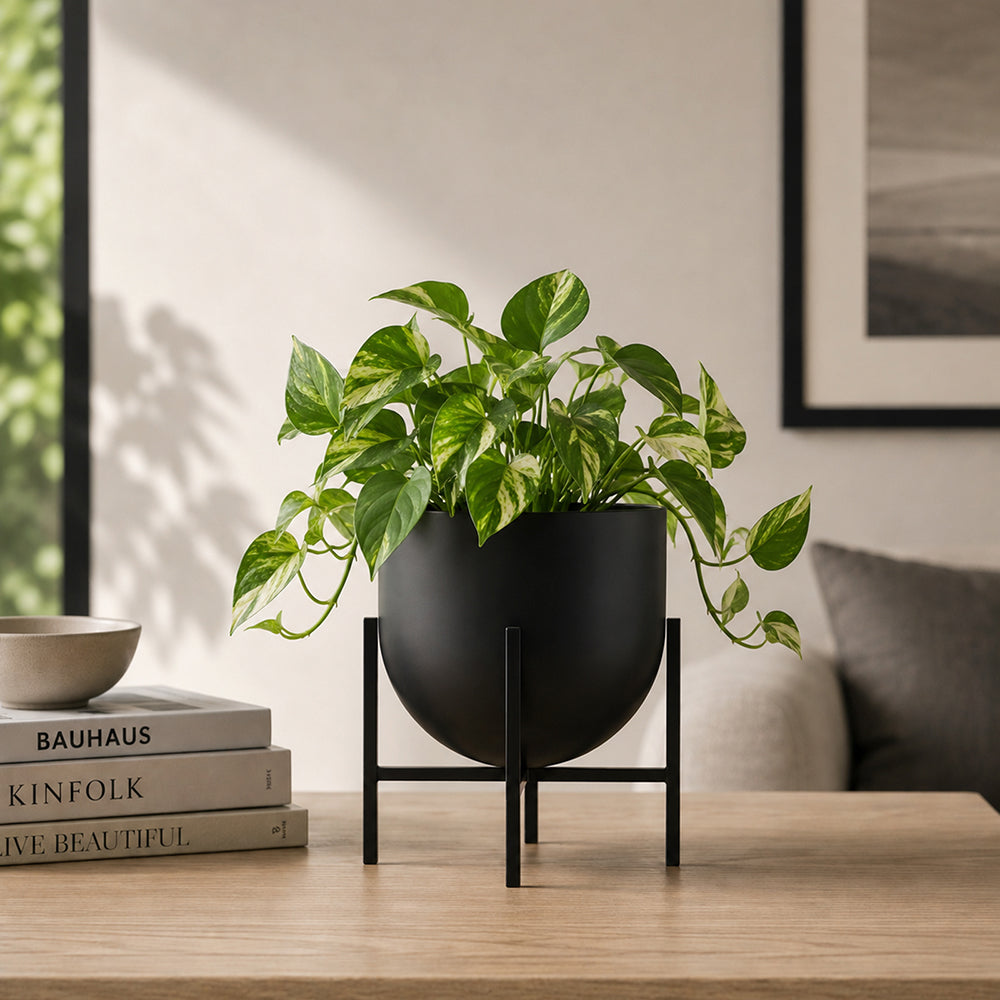 Iron Planter For Indoor And Outdoor Decor.