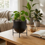 Iron Planter For Indoor And Outdoor Decor.