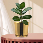 Planters For Indoor / Outdoor Plants & Flowers